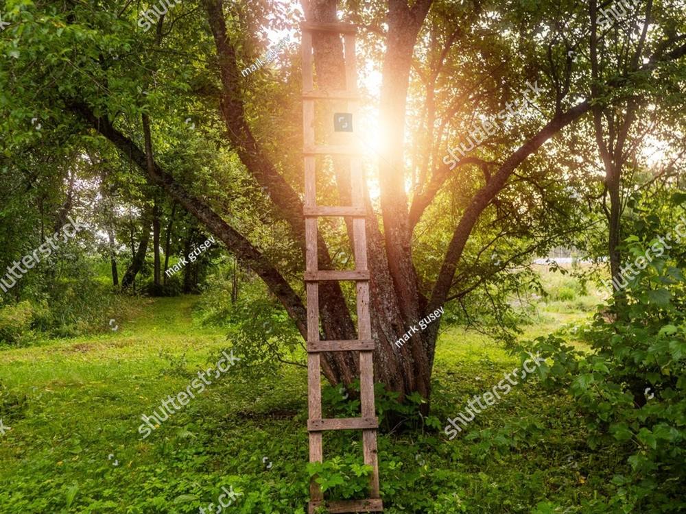 A wooden ladder leaning against a tree in the afternoon sun