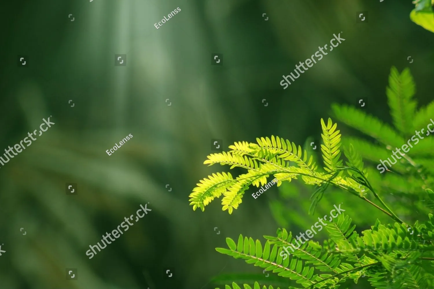 Fern leaves in soft green forest light
