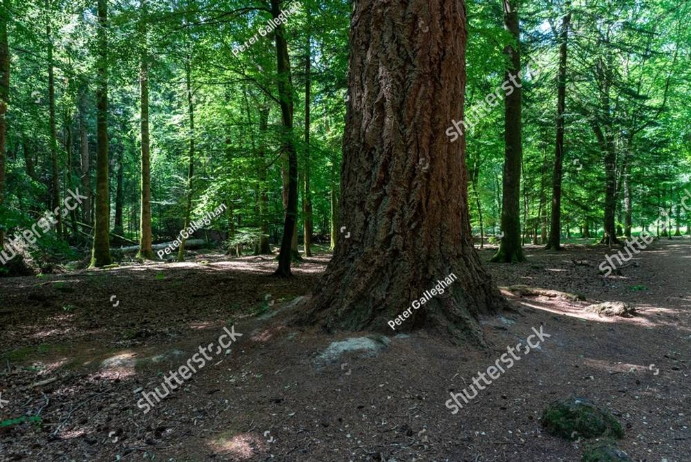 A large tree among the others in a sunlit forest