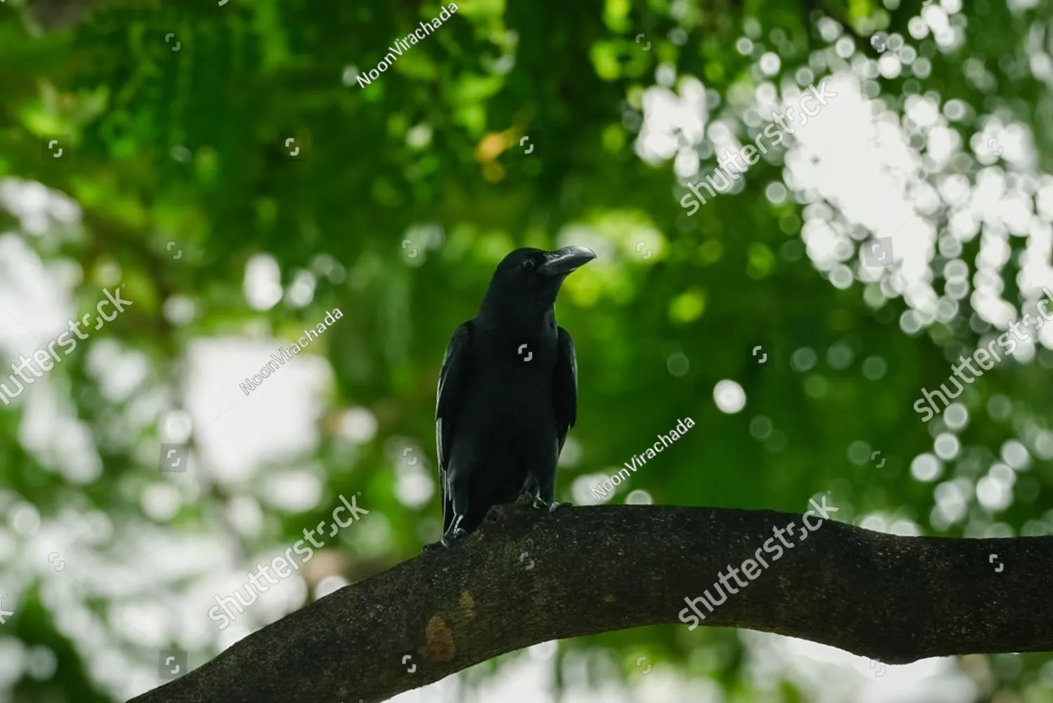 A crow resting on a branch among green leaves