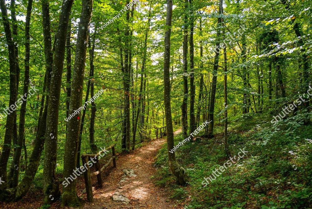 A trail winding through a green forest